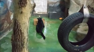 Габриэль наигрался и ушёл спать 19.11.2025