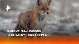 Бешеные лисы атакуют россиян в Новосибирске