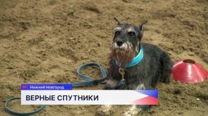 В Нижнем Новгороде юные кинологи представили своих питомцев на соревнованиях