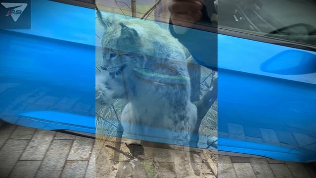 Заповедник для Рысей - Audi RS Club 🐆