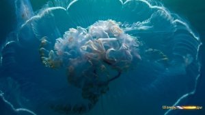 #Коран#АнНисаъ#СамыеКрасивыеМеста#Relaxation##Islam#Quran#AnNisa'#Minshawiy #4кВидео#9часть#