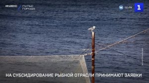 На субсидирование рыбной отрасли принимают заявки