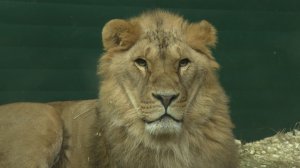 Лев Гоша из Иркутского зоопарка отметил 20-летний юбилей