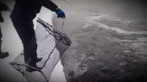 Поимка жереха в сложных условиях