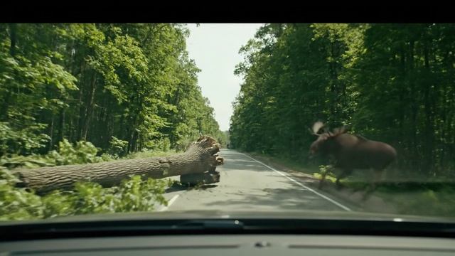 Встретил лося на дороге.mp4
