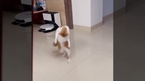 Бесовской хвостик