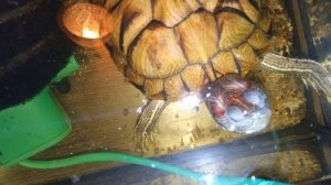 Красноухие черепахи 🐢 утро 24-11-2025. Умная колонка Маруся рассказывает анекдоты!