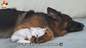 Котята и щенята 🐈🐶 Кошки и собаки 🤗 Милое видео про животных (3)
