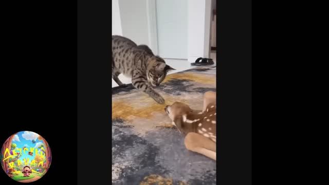 забавные и смешные кошечки и собачки 26