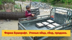 Ферма Бушкрафт в Пханге. Вьетнам.  Утиные яйца, сбор, продажа.