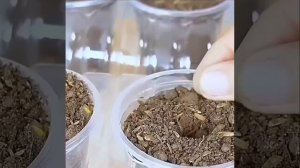 Мини огород дома на подоконнике