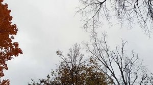 #шикарная осень у нас в парке