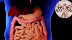 Аппарат Импловит «Катушка Мишина» ЖКТ. Язва желудка, холецистит, мочекаменная болезнь