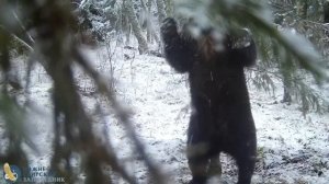 Танцующий медведь