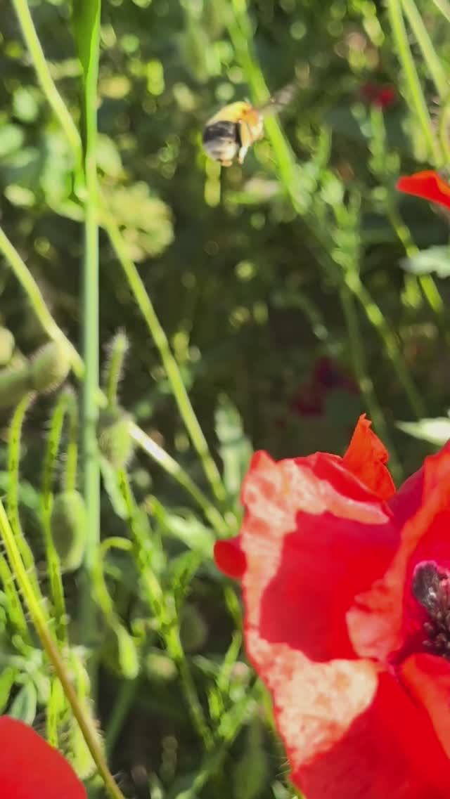 Маки на реке Нишава #сербия #поход #природа #маки смотреть онлайн