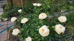 Цветение пиона Пастелеганс (Pastelegance) у меня в саду. Видео.