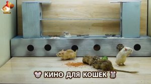 Видео для кошек про крысок развлекать питомцев 🐭🐀😂 (382)