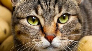 прохождение 99 комнат