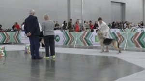 Класс чемпионов