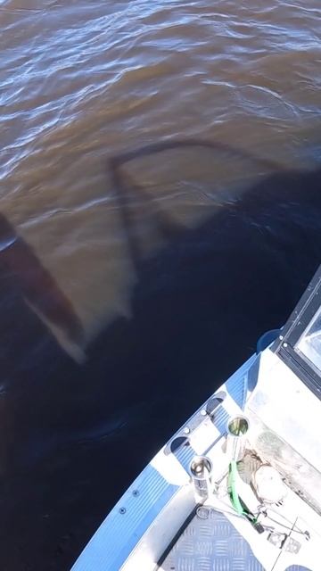 Реальная ТРЁШКА с зубами из Глубины!!!