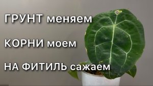 Пересадка С РЕЗУЛЬТАТОМ Антуриум Форгети АДАПТАЦИЯ к комнатным условиям Anthurium Forgetii