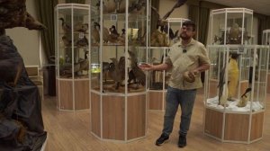 Экскурсия в Зоологический музей Уфимского Университета Науки и Технологий