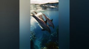 ВАЛЕРИЙ ДЕДЮЛЯ ДМИТРИЙ МАЛИКОВ ДЕЛЬФИНЫ.ВИДЕОМОНТАЖ ЕЛЕНА МЕЛЬНИКОВА