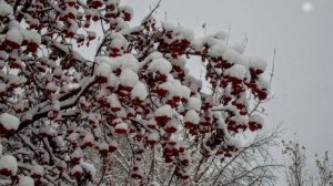 Город в объятиях снежной сказки: когда ливневый снег превращается в красоту