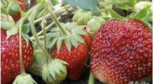 Решила вырастить рассаду Клубники (Садовой земляники)