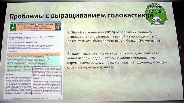 Первое разведение проворных жаб Ingerophrynus parvus Гуржий Александр Николаевич