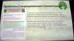 Первое разведение проворных жаб Ingerophrynus parvus Гуржий Александр Николаевич