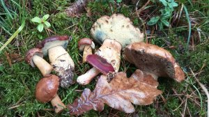 Грибы 22 ноября 2025 г./ Смоленская обл.