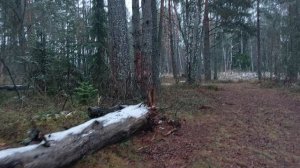 Грибы в ноябре.