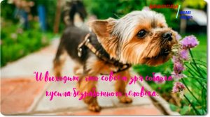 Зощенко -Доходная статья -рассказ