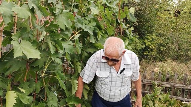 Артемида и Соборный на участке Шульгинова В.Н.