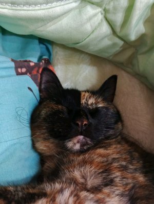 рисую флаг России оч красиво