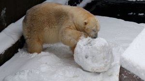 Белый медведь Кай решил слепить снеговика