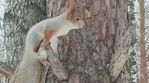 Сходила за хлебушком и идем кормить птиц салом