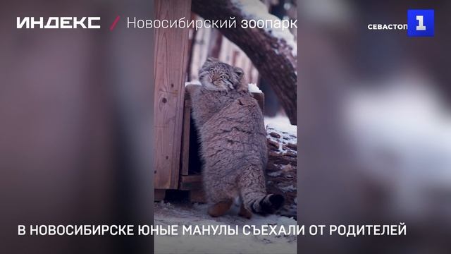 В Новосибирске юные манулы съехали от родителей