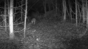 🐺 видео фото ловушки