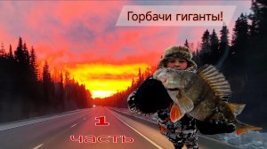 Щуки и горбачи не лезут в лунку.Рыбалка на Иртыше, далеко от дома!