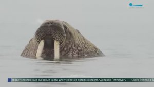 День моржа в России. Как меняется популяция ластоногих в Арктике