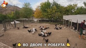 Содержание кур в домашних условиях и других птиц во дворе у Роберта 🐣🐤🦆🐔🪿🦃 (343)