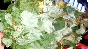 Липовые веники. Банные веники из липы. Как делать и хранить.