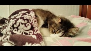 Хотите в понедельник обратно под одеялко? Нет, идите уже на работу!