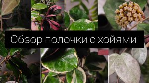 обзор полочки с хойями