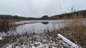 Пруд. ч.1. Ноябрь 2025