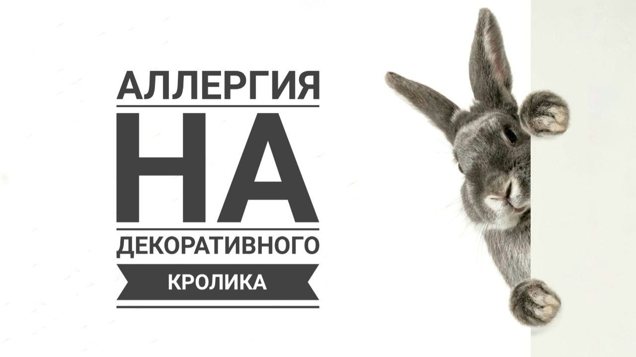 Аллергия на декоративного кролика