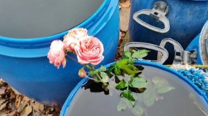 Хлопоты дачные в ноябре. ПроДачу!