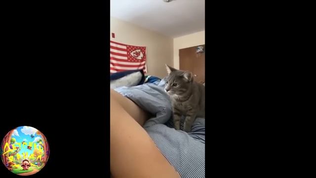 забавные и смешные кошечки и собачки 23